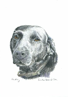 Coloured Pencil Drawing Police Dog